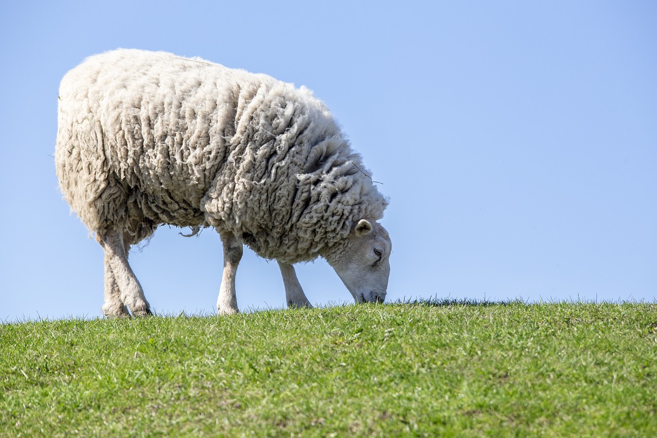 Blauwtongvirus opnieuw in Altena bij twee bedrijven