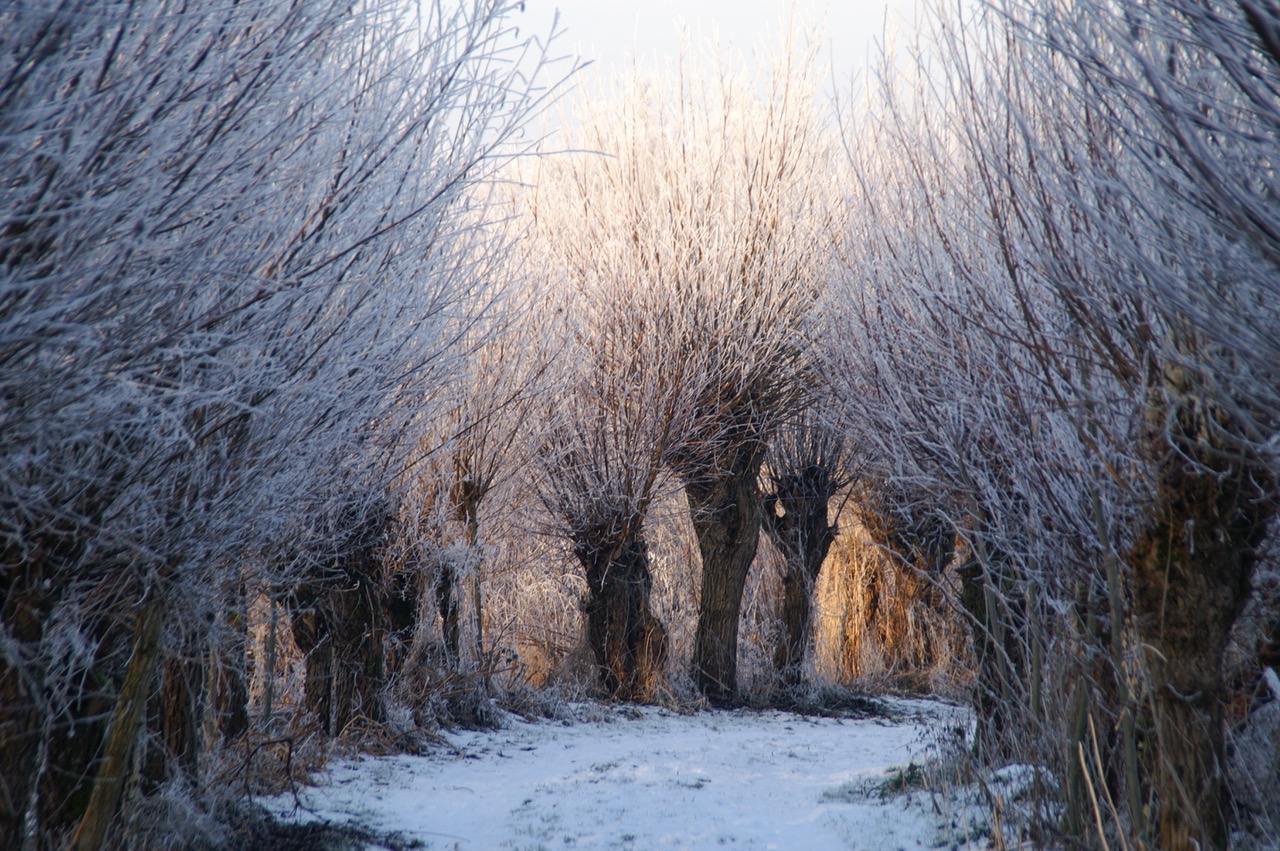 Winter in de Biesboschlinie