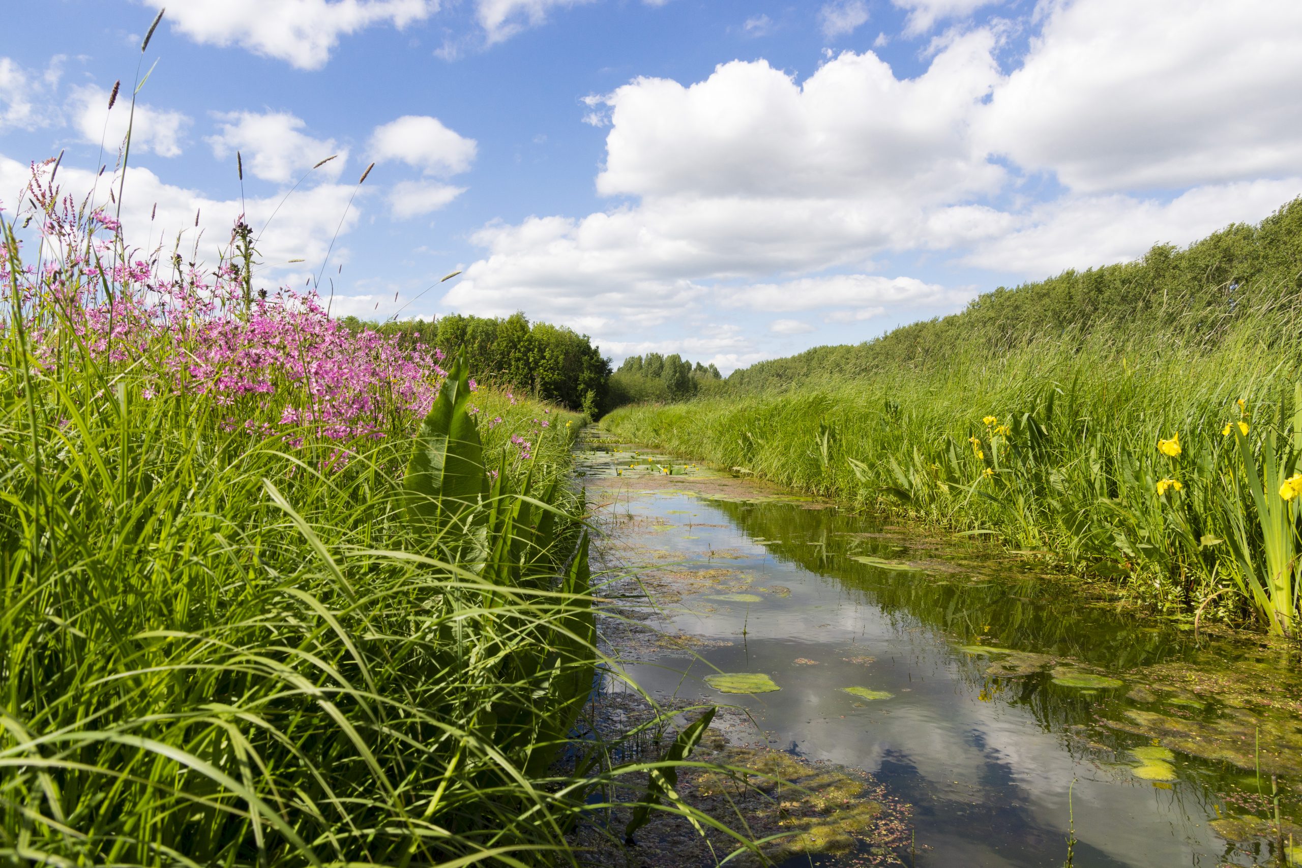 Inloopavond 9 januari: robuuste natte natuur in Altena