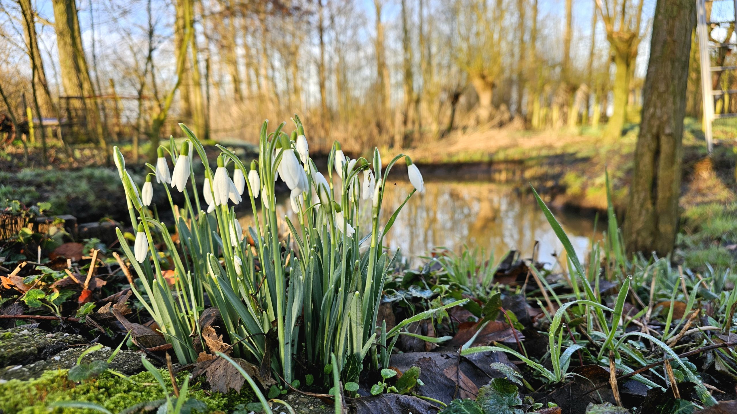 Sneeuwklokjes kijken in Duyls Bos