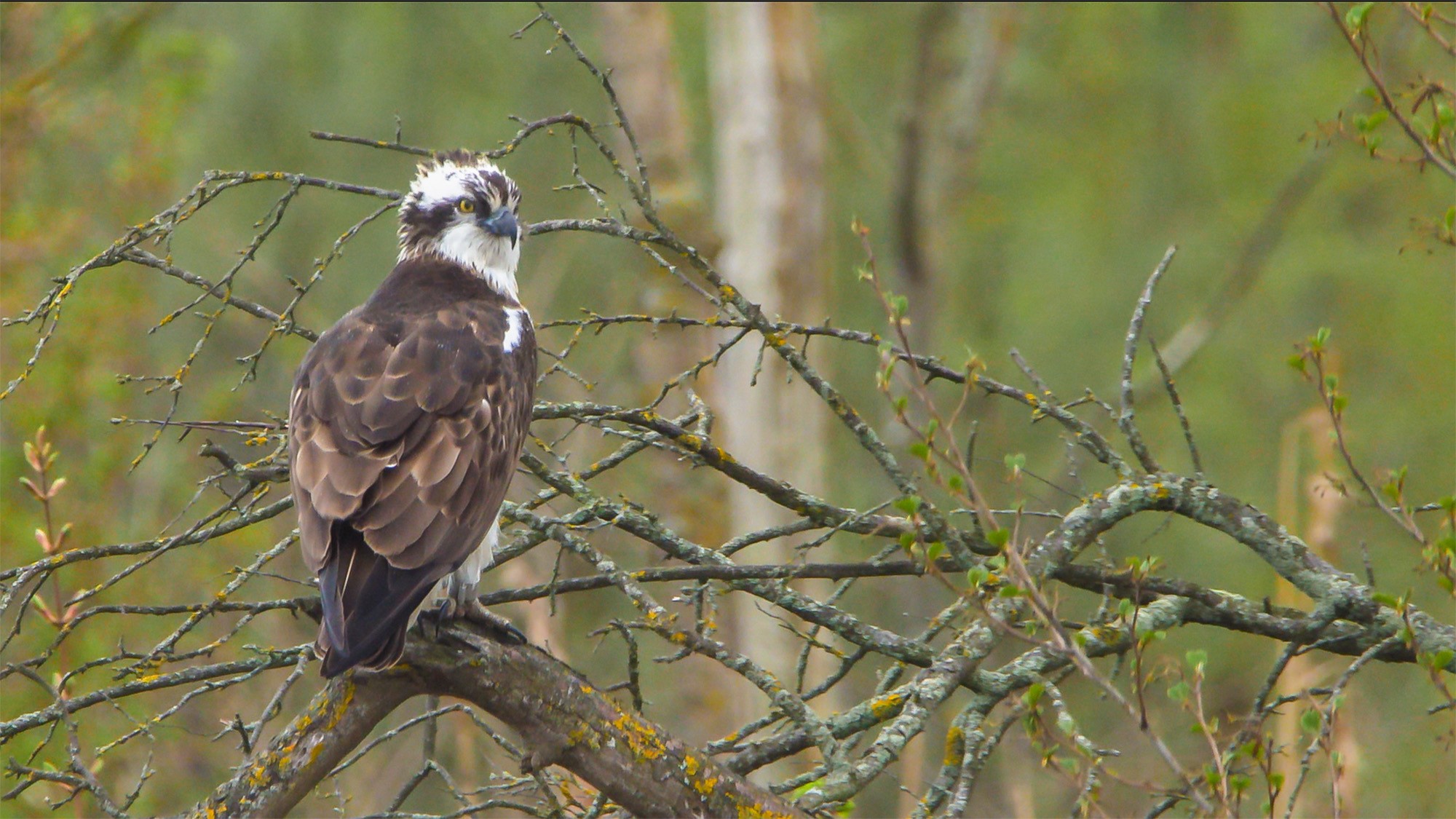 Nationaal Park De Biesbosch bestaat 30 jaar