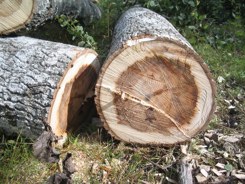 Gemeente Altena gaat bomen kappen