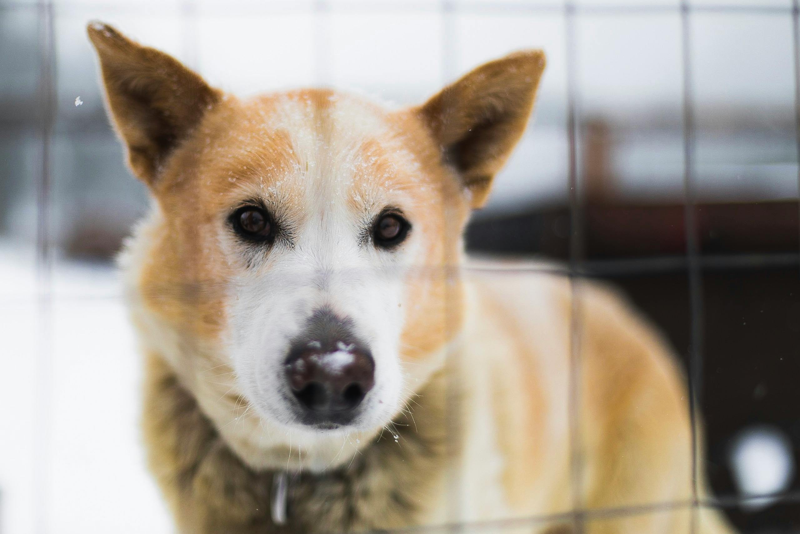 Opvang in dierenasiels gaat veranderen